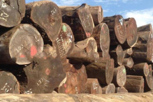 奥坎原木与板材价格行情一样吗