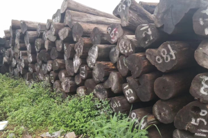 柚木价格行情走势分析 柚木价格行情走势分析