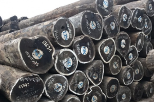 鸡翅木原木及板材价格行情走势 鸡翅木原木及板材价格行情走势