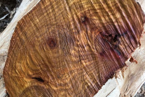 中国从越南进口木材暴增90% 中国从越南进口木材暴增90%