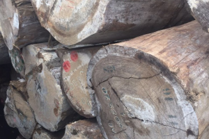 小斑马木材价格行情查询最新消息