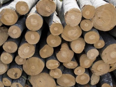 求购：白樺木原木图1