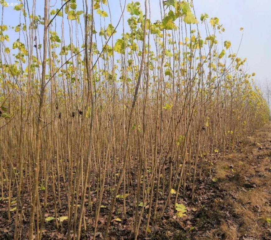 大力发展林木业 临沂费县获批创建省级农业高新区