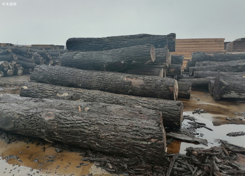 中国进口原木国家排名