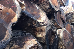 南美胡桃木价格行情如何 南美胡桃木价格行情如何