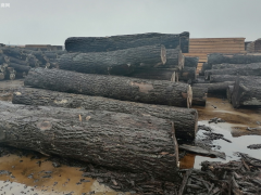 这地成为中美原木贸易恢复的最大受益者之一