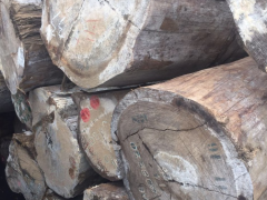 小斑马木材价格行情查询最新 小斑马木材价格行情查询最新