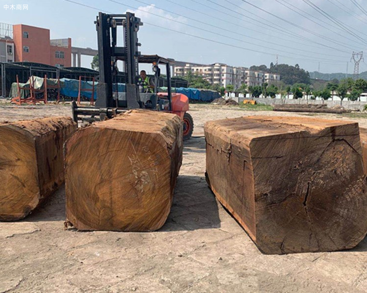 圆盘豆原木价格行情分析 圆盘豆原木价格行情分析