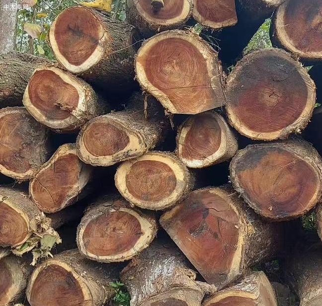 南美胡桃木价格行情如何