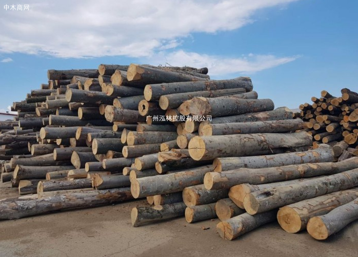 榉木原木价格行情最新报价