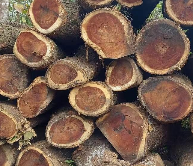 南美胡桃木价格行情如何