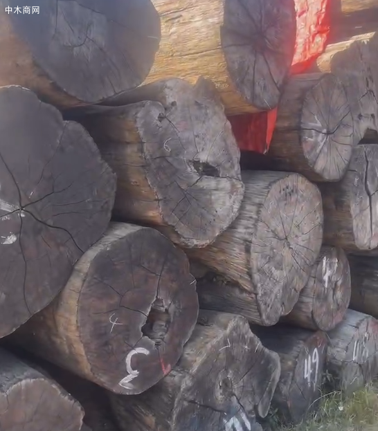 巴西柚木价格行情最新报价