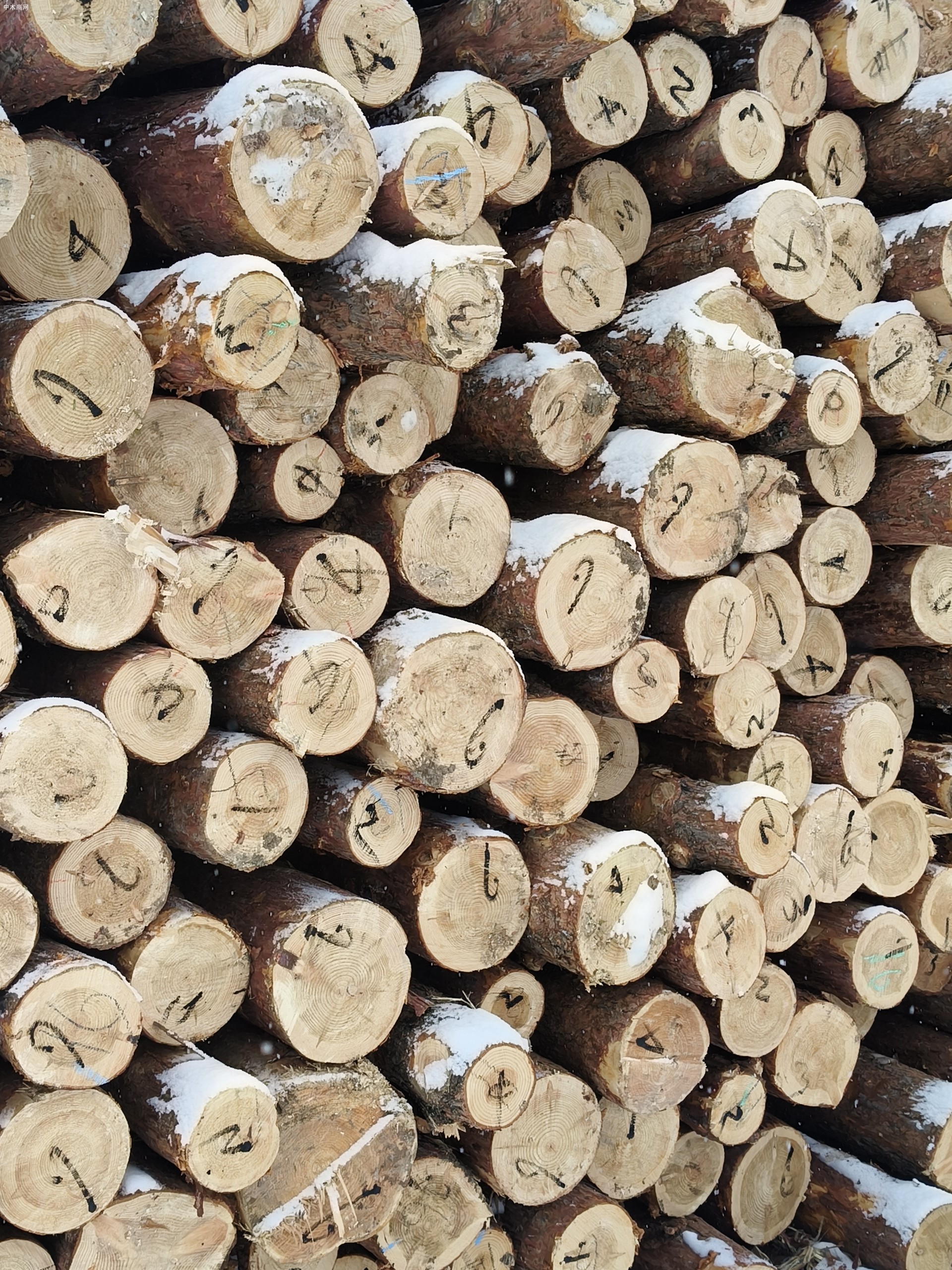 东北杨木工程板,包装箱,托盘料现货图片供应