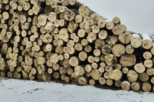 东北杨木工程板,包装箱,托盘料现货图片 东北杨木工程板,包装箱,托盘料现货图片