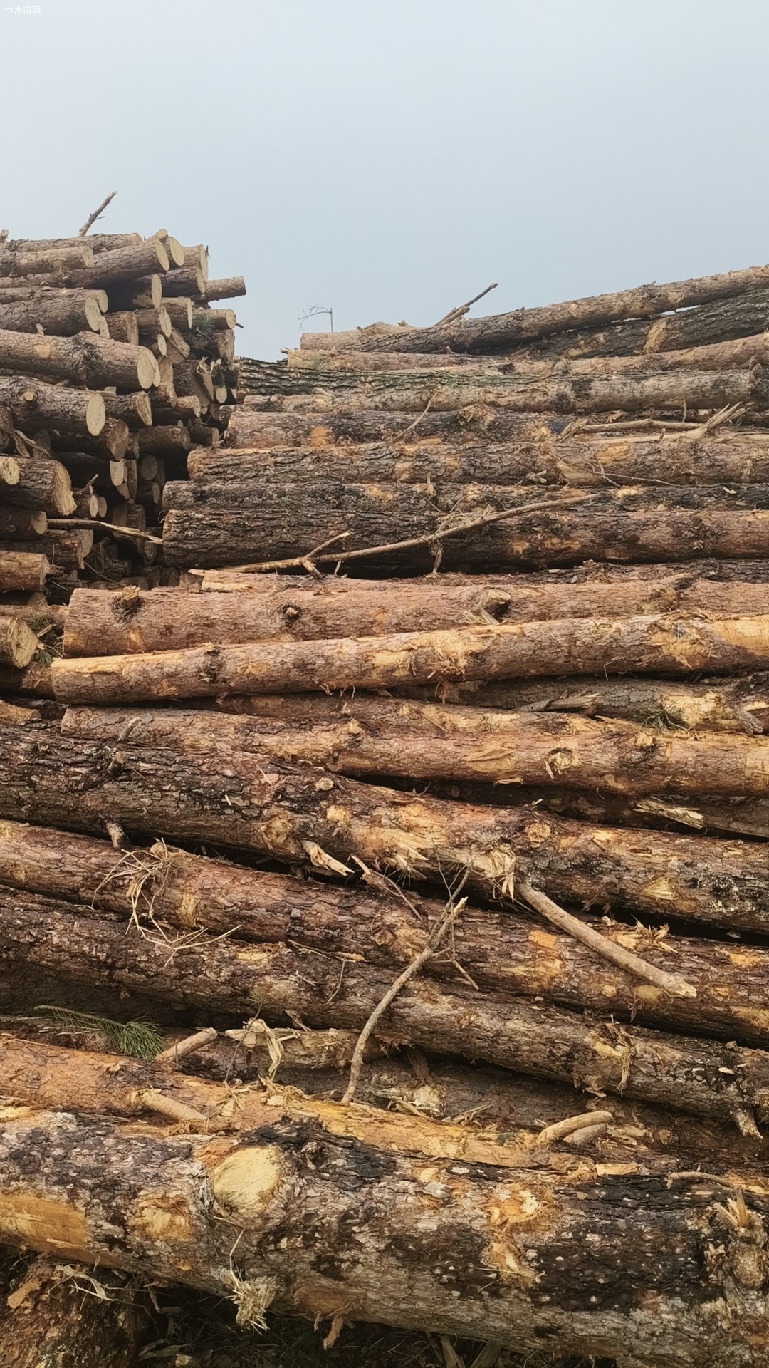 定制东北落叶松工程板,包装箱,托盘料生产厂家