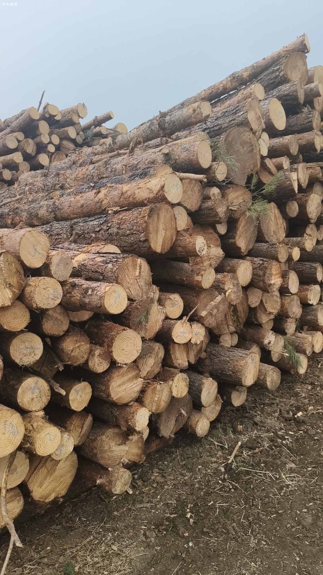 定制东北落叶松工程板,包装箱,托盘料生产厂家图片