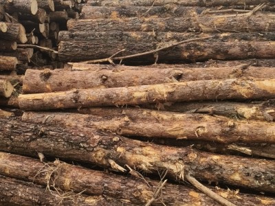 定制东北樟子松工程板,包装箱,托盘料生产厂家图7