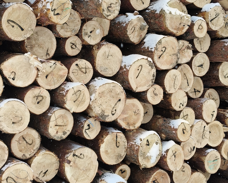 落叶松木材价格行情分析最新