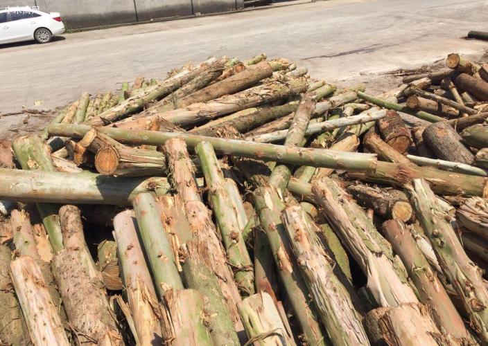 桉木原木价格行情分析报告