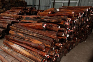 蛇纹木原木价格行情最新