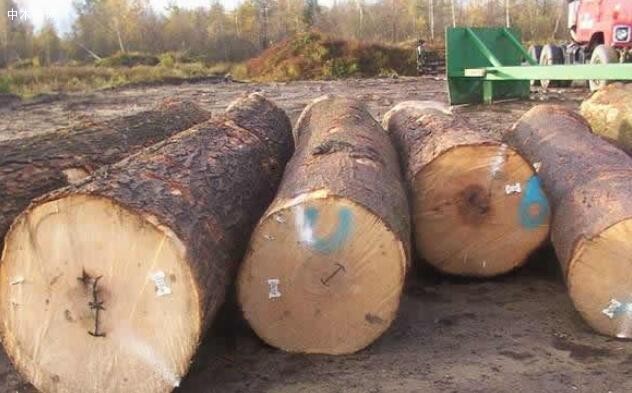 枫木原木价格行情最新消息