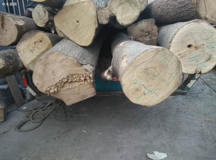 梧桐木原木价格行情最新