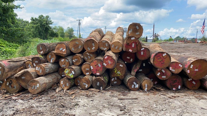 美国红橡木材价格行情最新消息