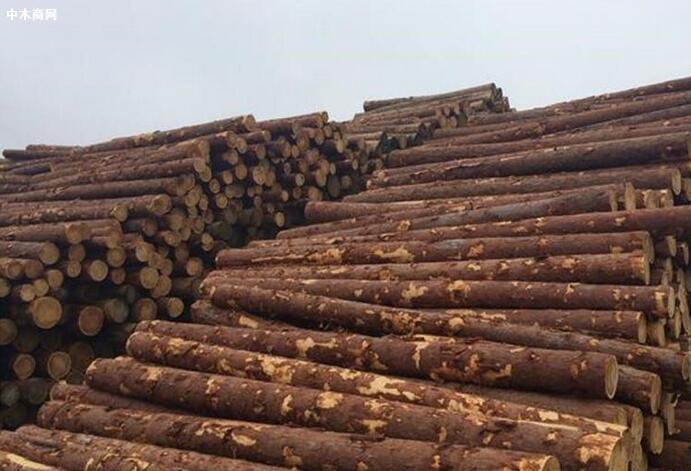 中国7省13港针叶原木日均出库量增加7.13%
