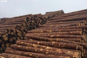 中国7省13港针叶原木日均出库量增加7.13%
