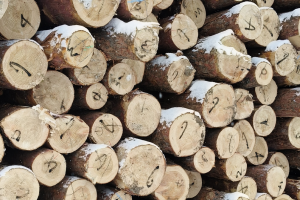 广西到2030年，全区木材加工业产值达4400亿元