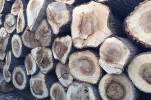 湖北杨木原木多少钱一吨价格