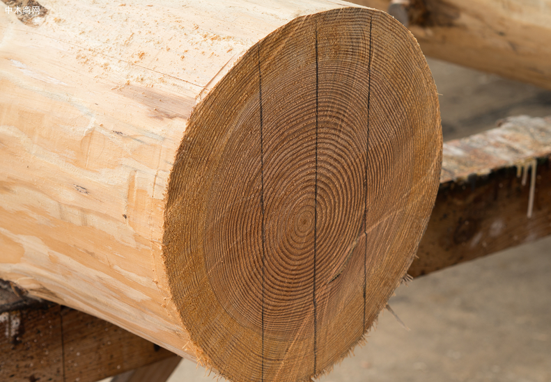 山东梧桐木价格行情最新消息