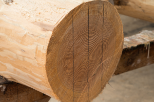 山东梧桐木价格行情最新消息