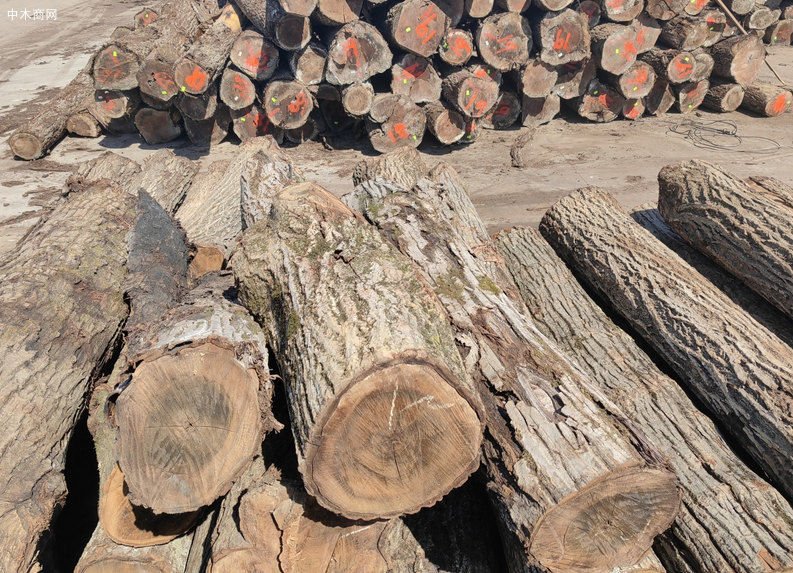 蓬莱港原木装卸效率同比提升18%