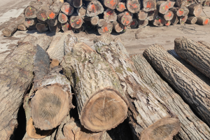 蓬莱港原木装卸效率同比提升18%