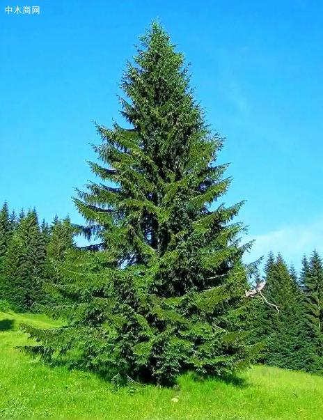 云杉的寓意和象征是什么意思图片