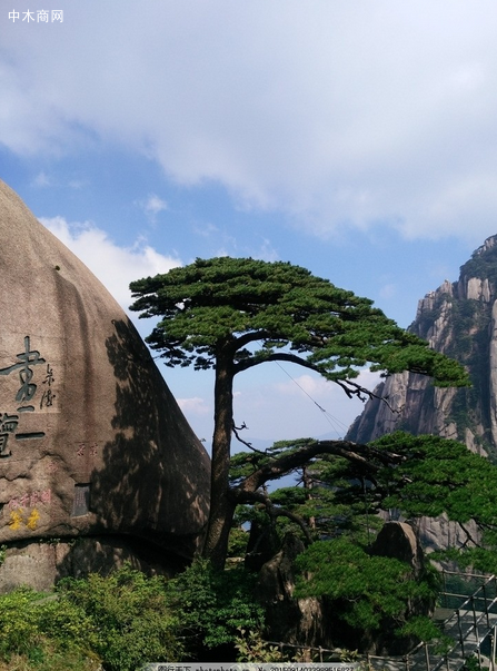 云杉的寓意和象征是什么意思厂家