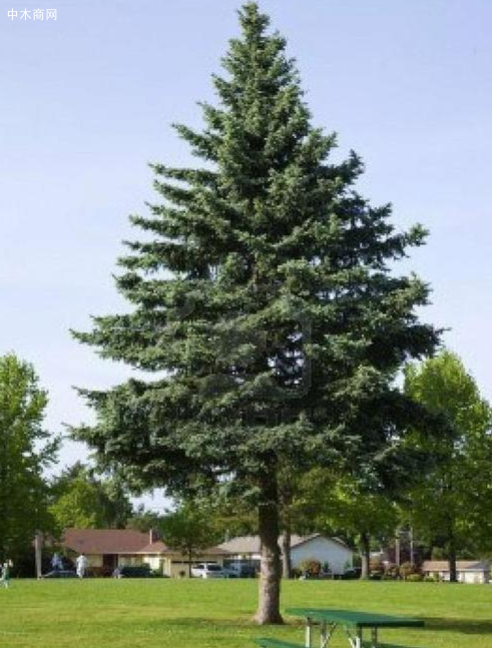 云杉的寓意和象征是什么意思品牌