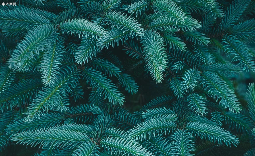 云杉的寓意和象征是什么意思价格