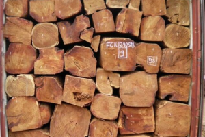 缅茄木价格行情走势分析最新消息