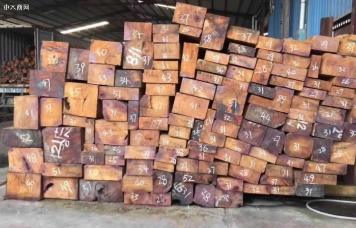 缅甸花梨价格行情分析最新消息