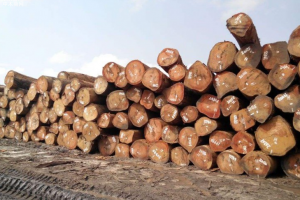 非洲桃花芯原木价格行情