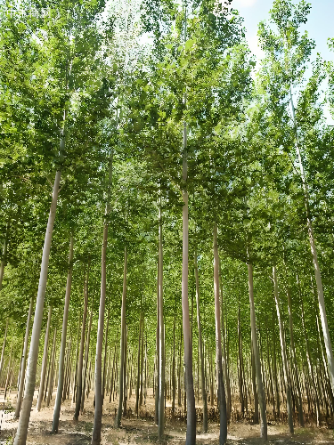 求购：108速生杨木苗