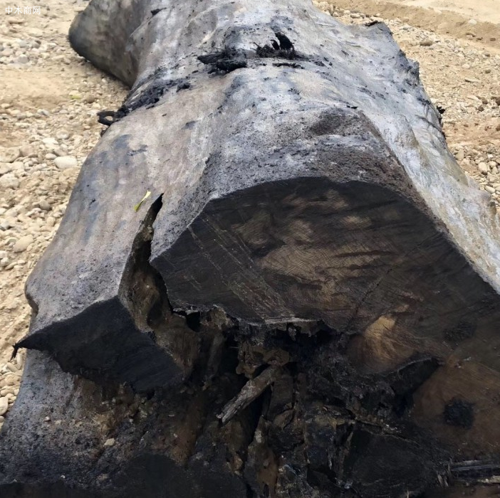 金丝楠阴沉木价格行情