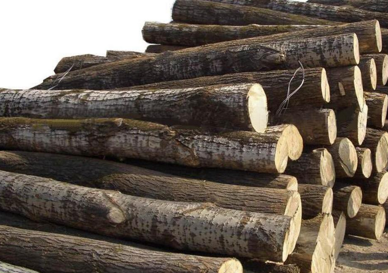 白杨木原木低价处理