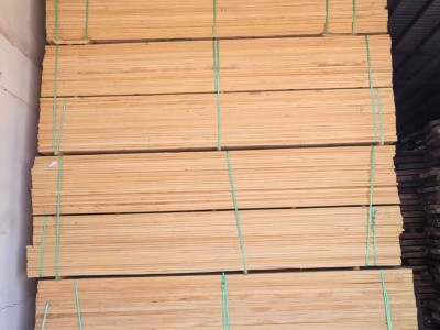 阿根廷无节松（阿根廷松 / 巴拉那松 / 湿地松）