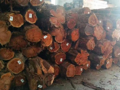 求购：柏木原木棺材料图1