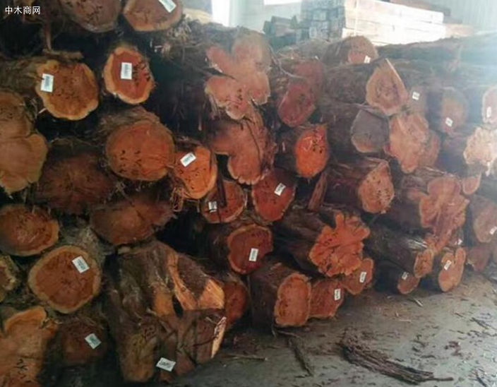 求购：柏木原木棺材料