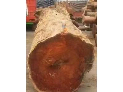 罕见11米缅甸草花梨！水波纹红料无空心巨料23吨急售