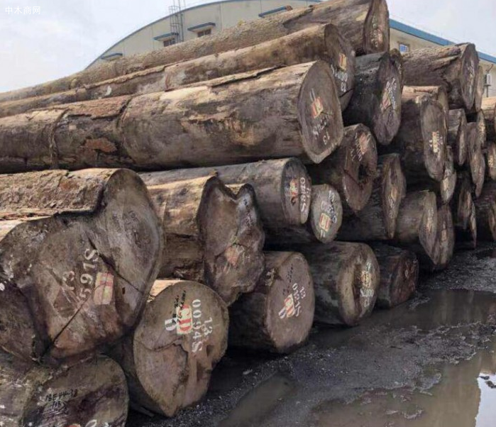 求购：非洲柚木原木